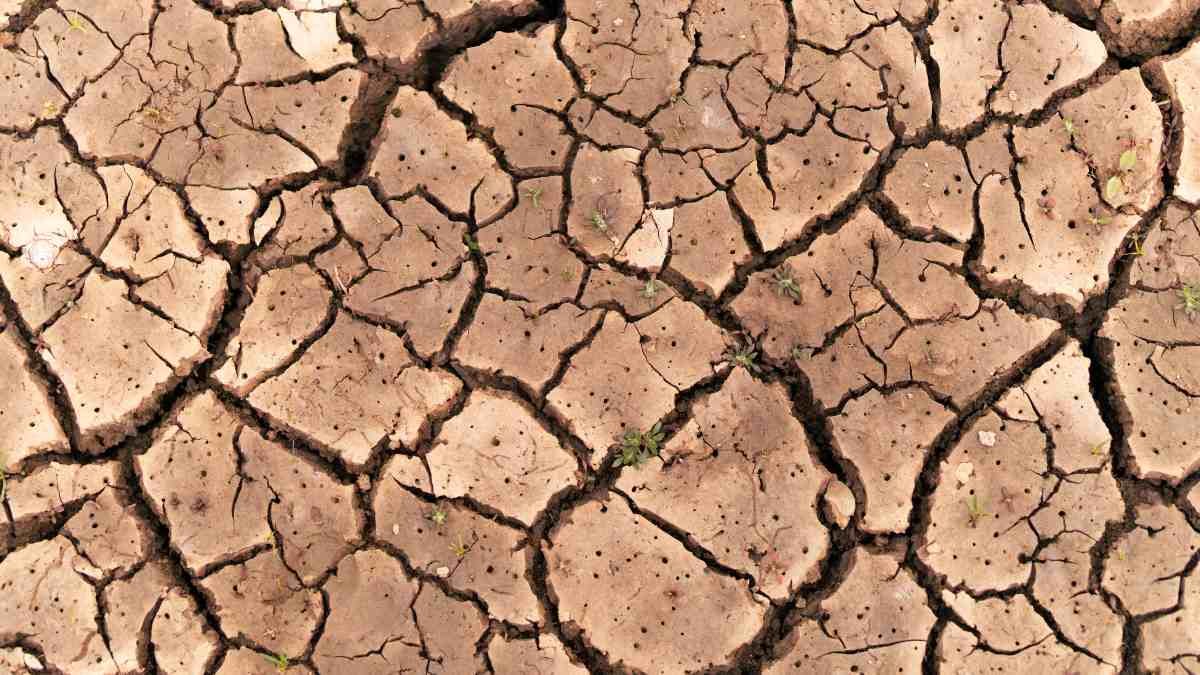 El Bajo Guadalquivir pide ayudas para la sequía.