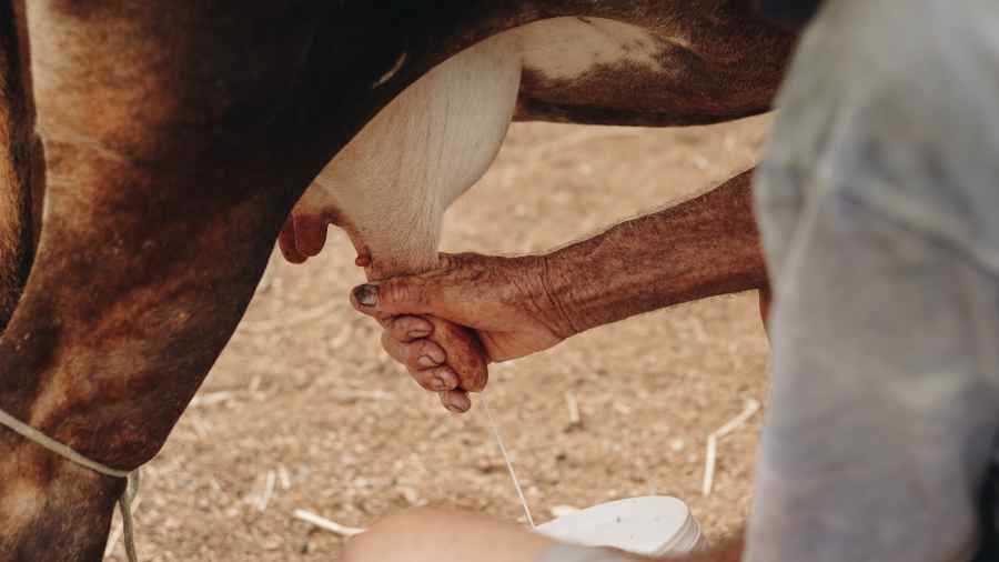 Más de 800 granjas de leche cerraron el 2021.