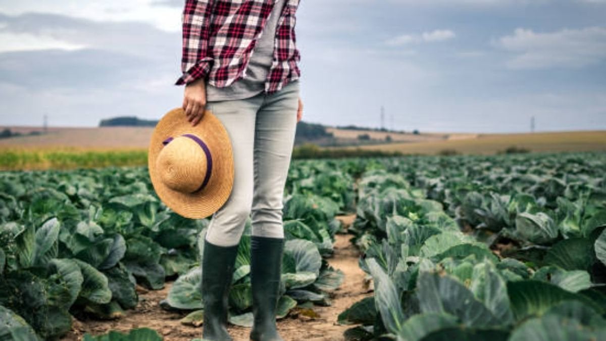 Woman farmer with straw hat and rubber boot standing at cabbage field. Agronomist is inspecting quality control at her organic far