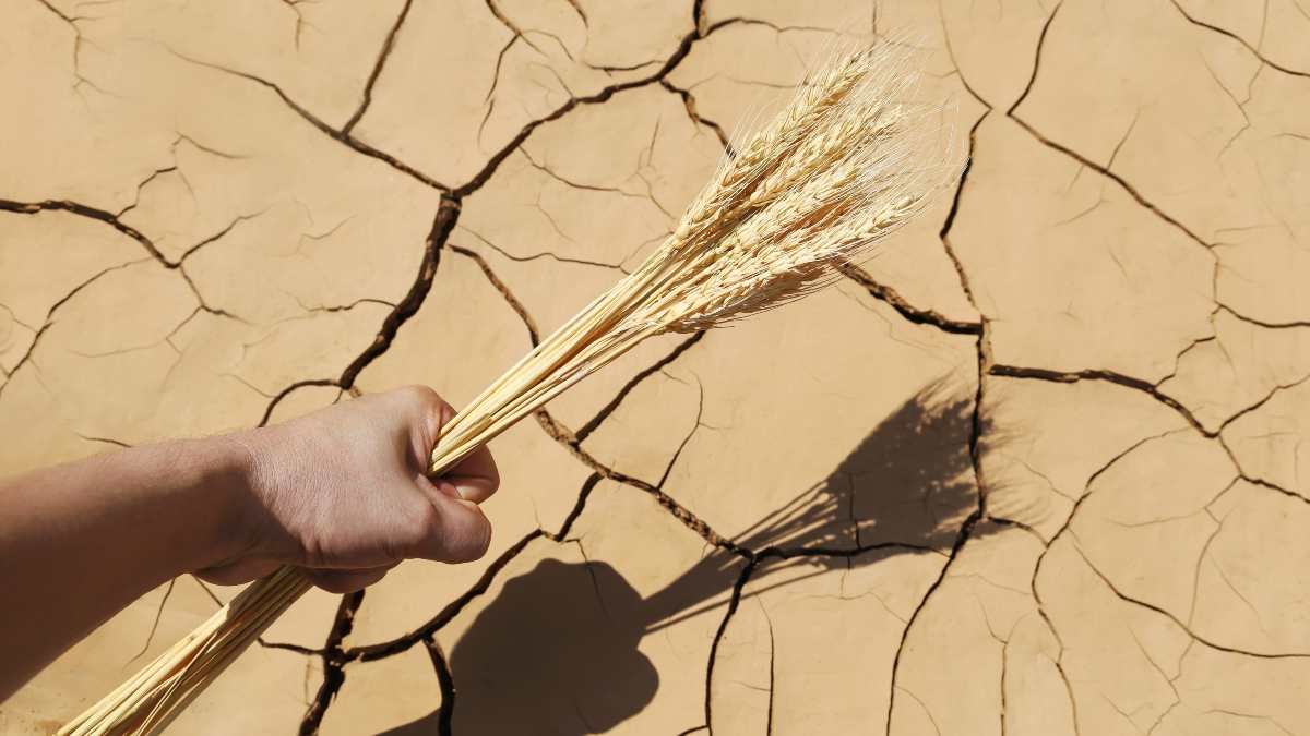 La sequía se ceba con las explotaciones de los autónomos del mundo rural.
