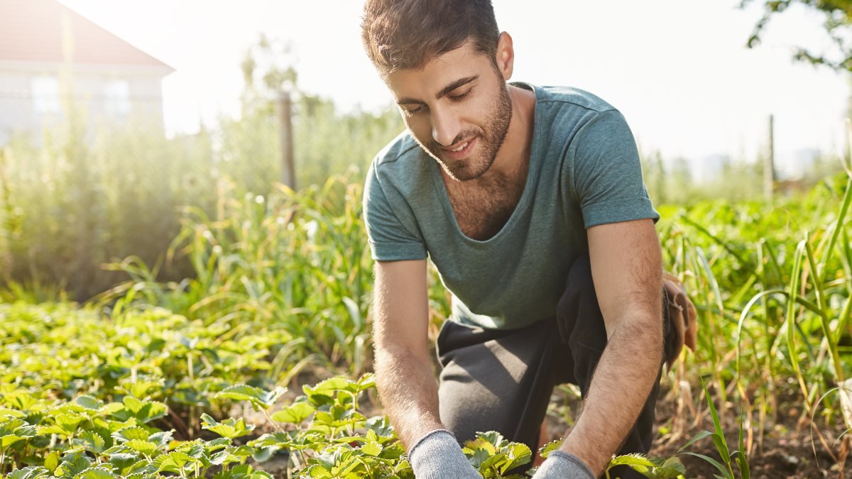 Close up outdoors portrait of mature attractive bearded male farmer in blue t-shirt smiling, working on farm, plans green sprouts, picking vegetables.