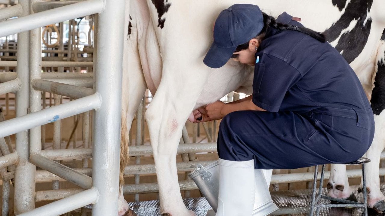 Los ganaderos lácteos denuncian que llevan 15 años cobrando la leche por debajo de la media europea.
