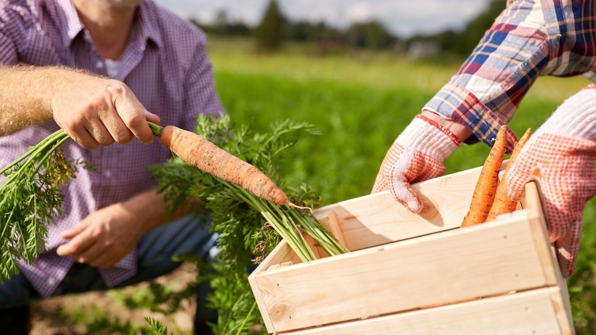 farming, gardening, agriculture, harvesting and people concept - senior couple with box picking carrots at farm garden