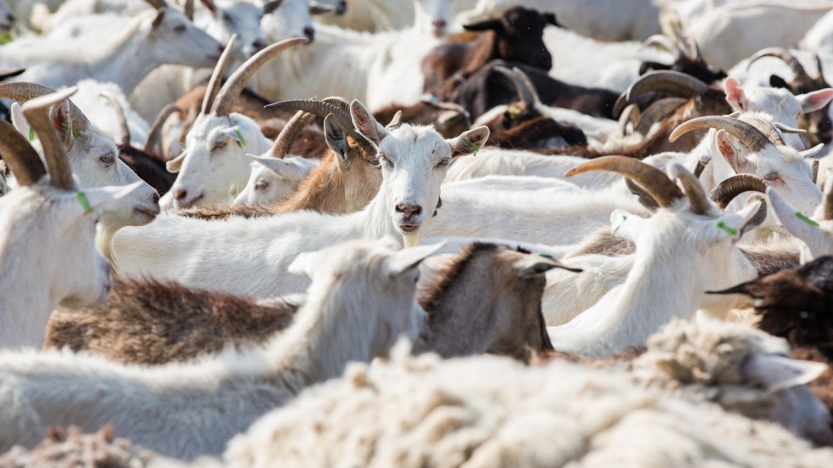 Herd of farm goats  on a pasture 