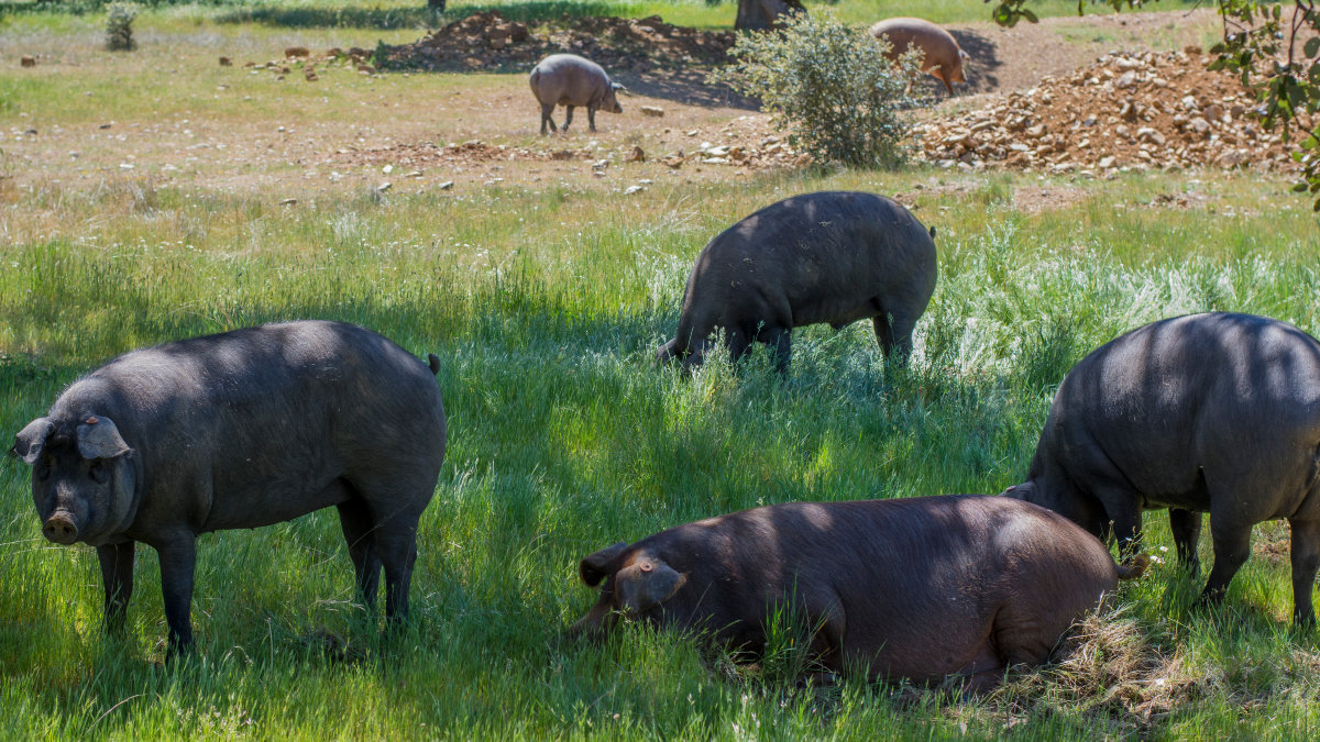 Iberian pigs eating acorns in the oak field in Salamanca, Spain