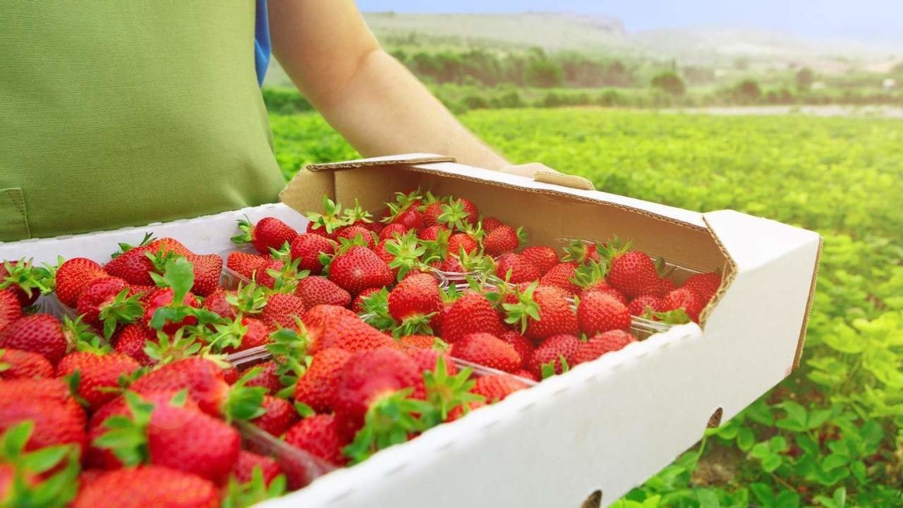 El abandono de cultivos de fresa en Doñana podría incrementar su precio en los próximos 30 años, según los agricultores.