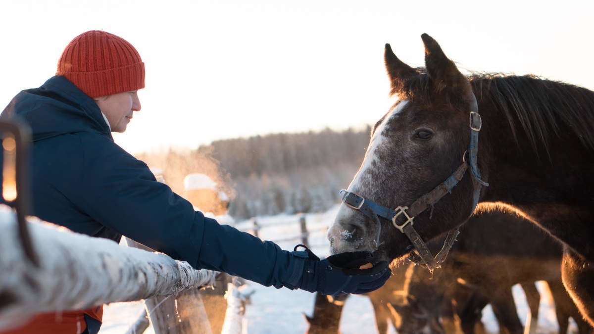 hombre-alimentando-caballo-granja-o-rancho-campo-dia-soleado-invierno-helado