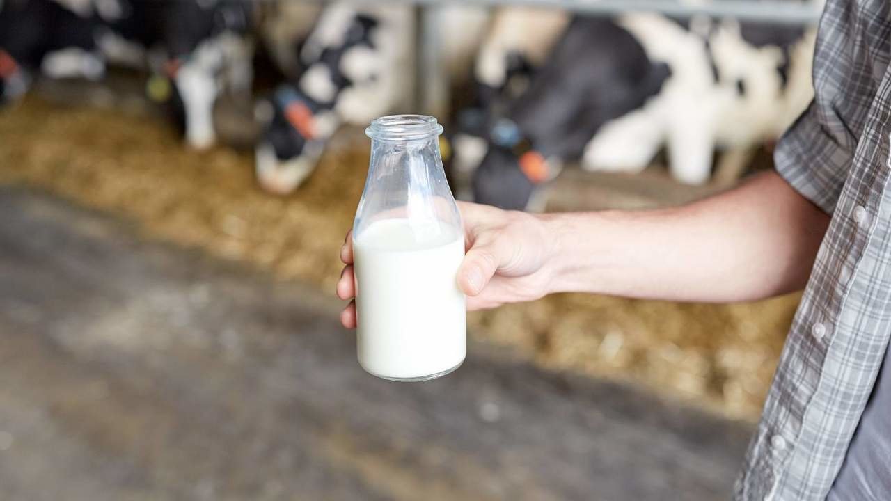 La Audiencia Nacional reconoce fraude en el precio de la leche que cobraron los ganaderos entre 2000 y 2013.
