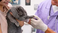 El negocio de los aut&oacute;nomos veterinarios se duplica en ocho a&ntilde;os y supera los 1.600 millones de euros.
