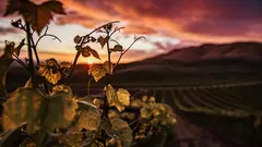 Hasta tres millones de euros en ayudas PAC para vi&ntilde;edos y bodegas aragonesas en 2025.
