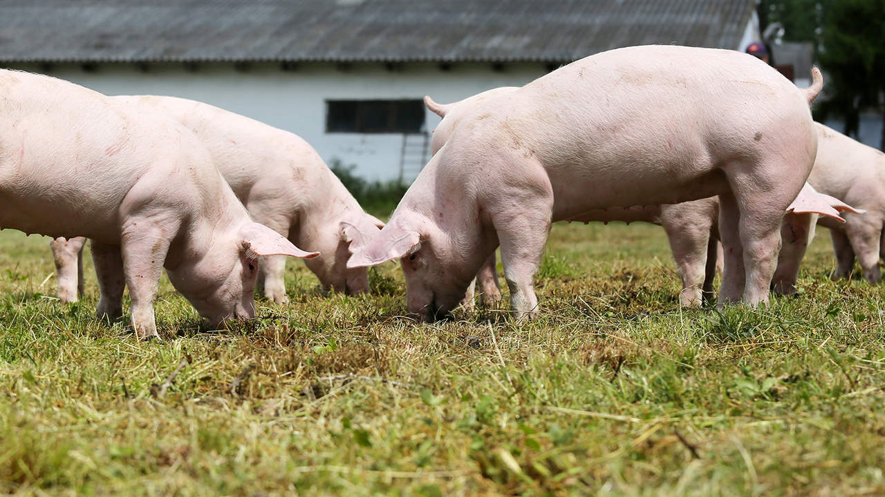 La adaptación de las granjas a las nuevas exigencias de bienestar animal supondrá un sobrecoste de más de 300.000 euros por explotación.